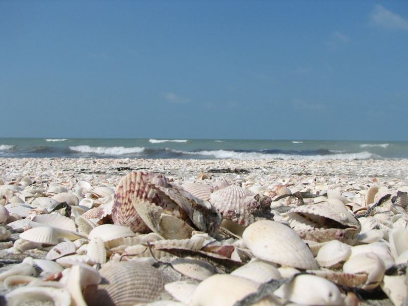 Sanibel Island - Muschelinvasion