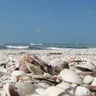 Sanibel Island - Muschelinvasion