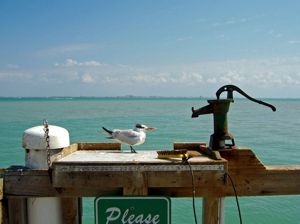 Sanibel - Moewe am Anglerpier