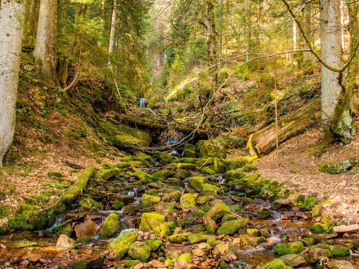 Sankenbacher Wasserfall 4