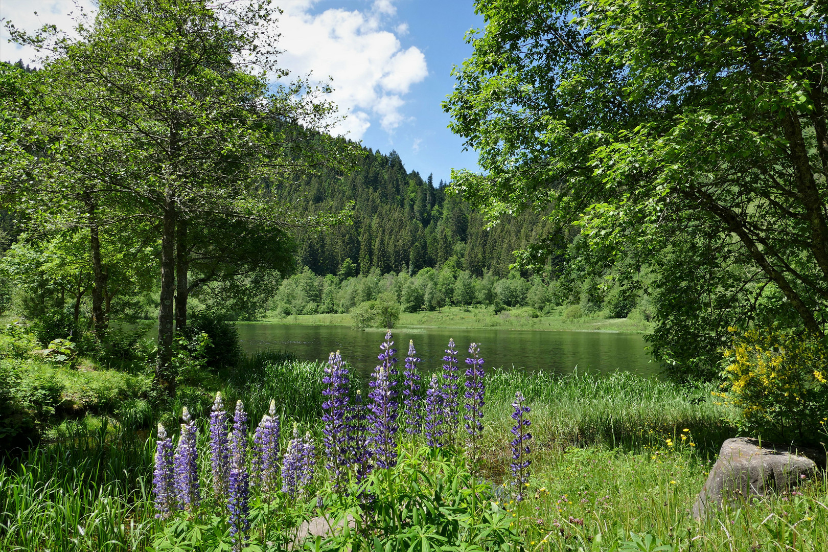 Sankenbachsee