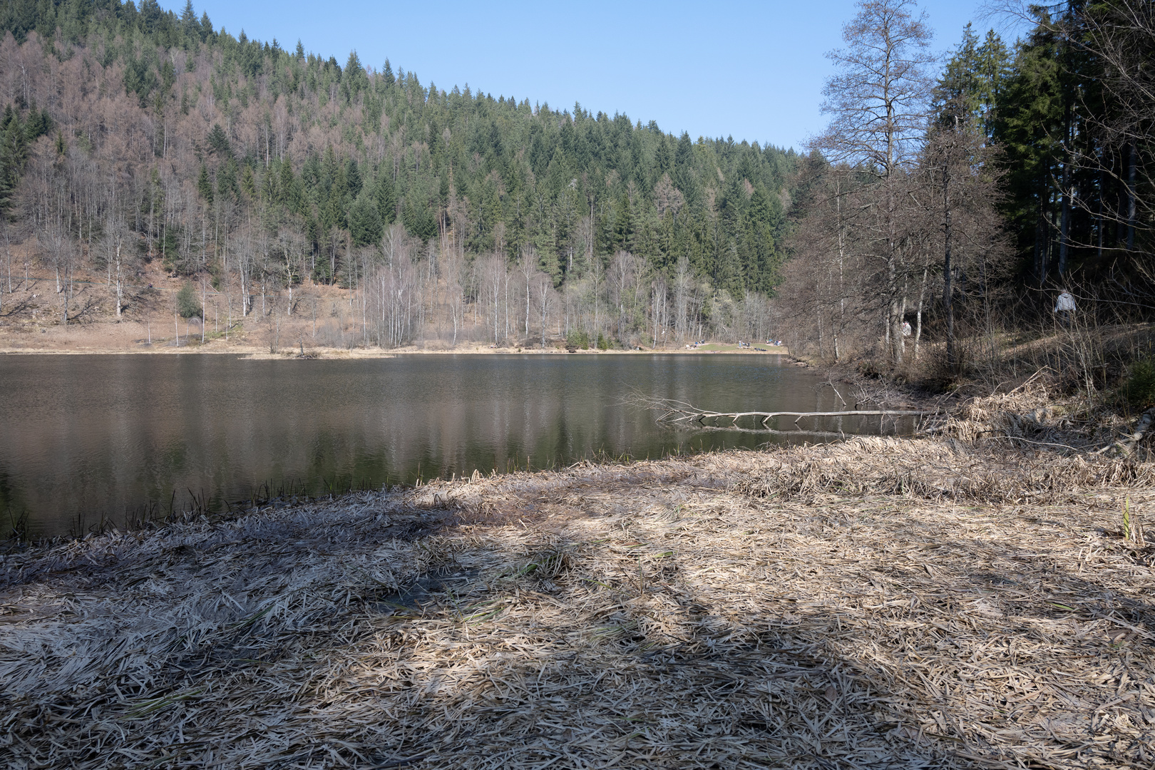 Sankenbachsee Schwarzwald