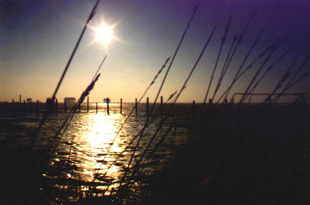 Sankt Peter Ording