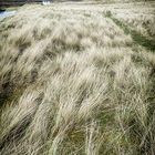 Sanna Beach - on the dunes II