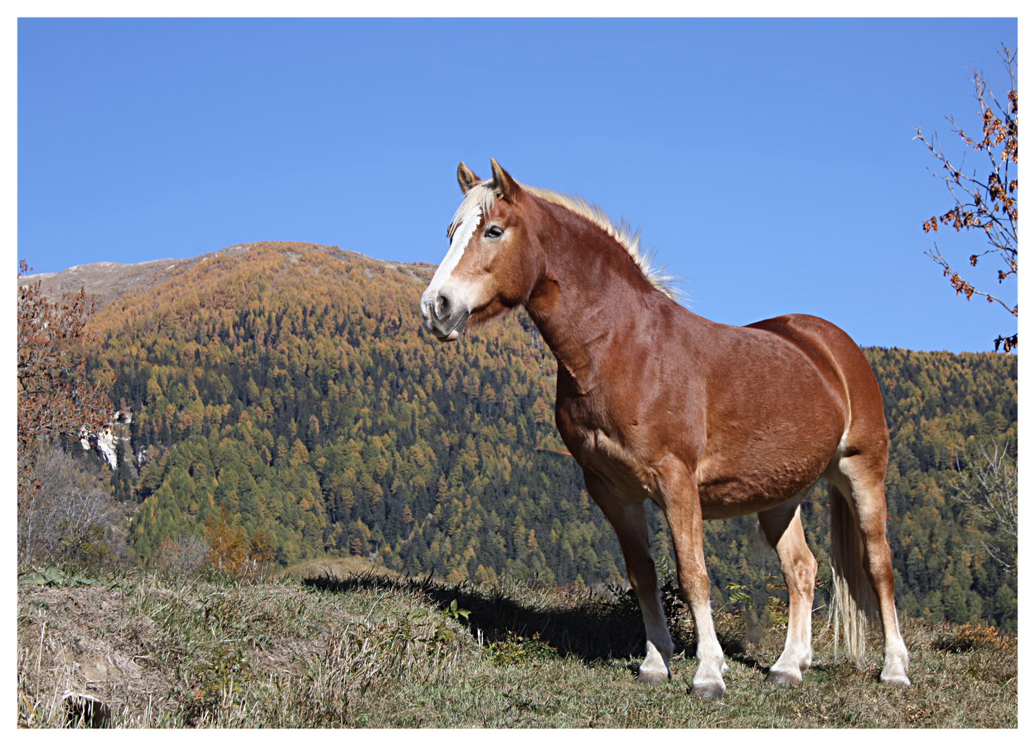 sans doute s'apelle-til "Automne"