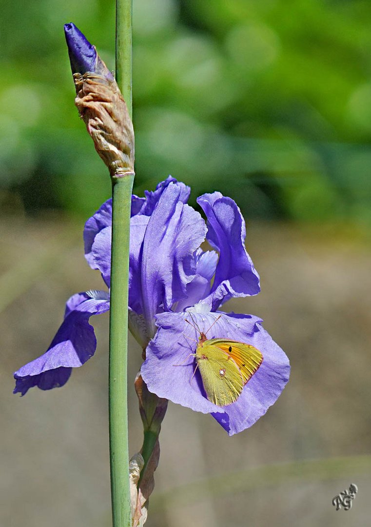 sans souci ..... il s'est posé sur mon iris