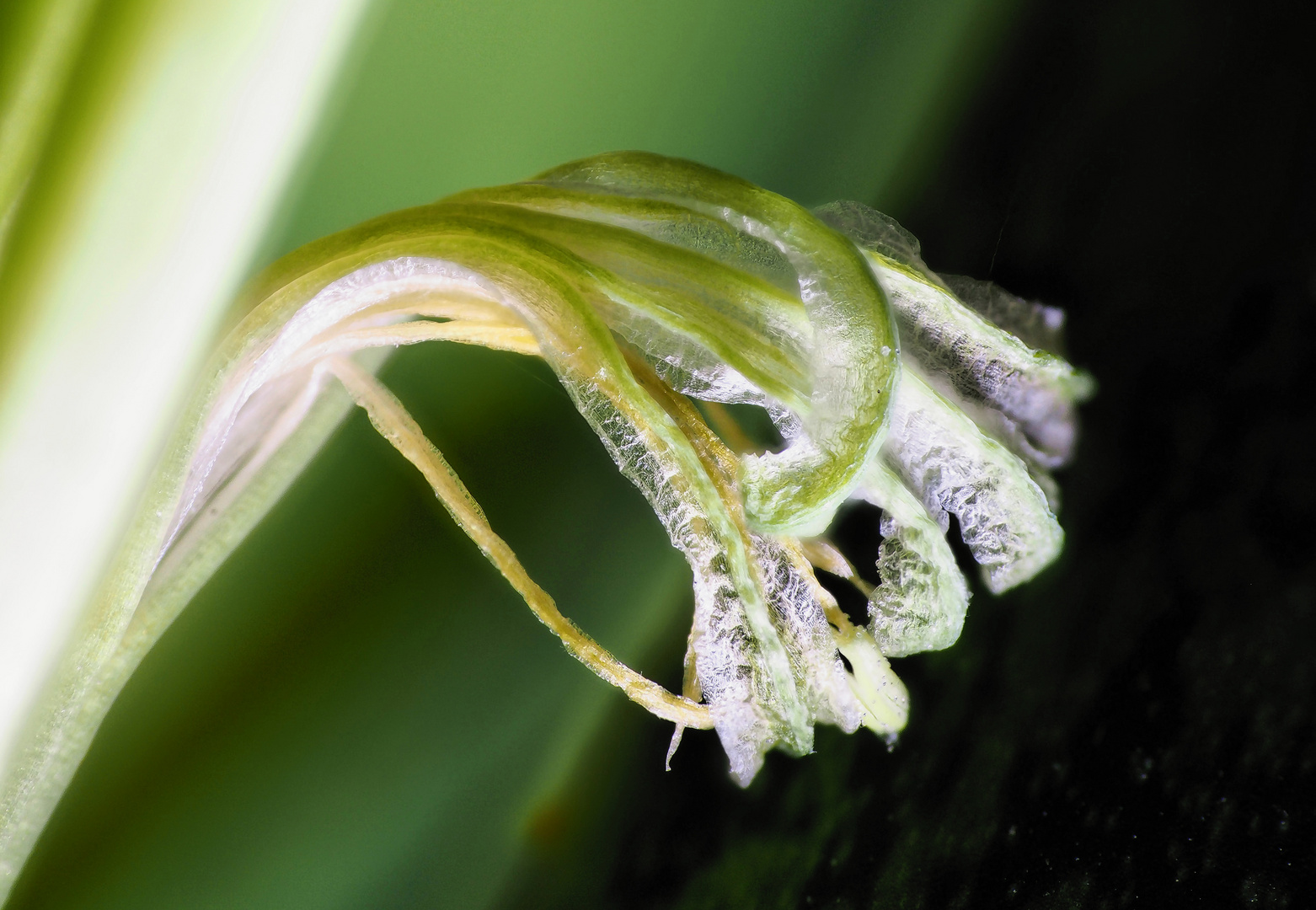 Sansevieria