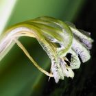 Sansevieria