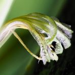 Sansevieria