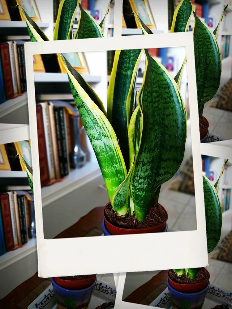 Sansevieria