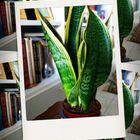 Sansevieria