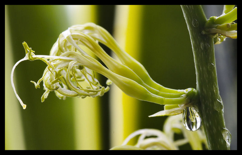 Sansevieria - Blütenharz III