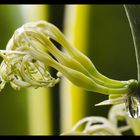 Sansevieria - Blütenharz III