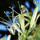 Sansevieria Blütenstand