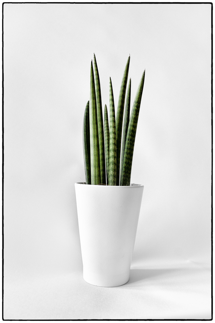 Sansevieria cylindrica - Bogenhanf