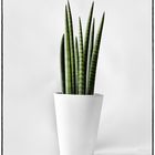 Sansevieria cylindrica - Bogenhanf