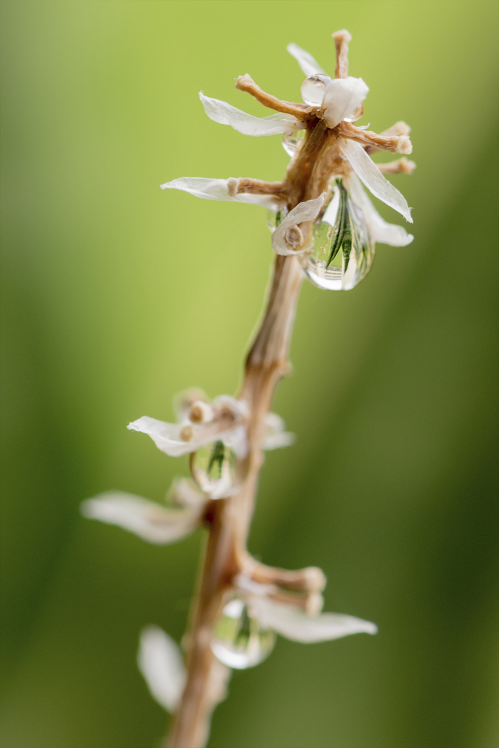 Sansevieria in a drop