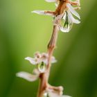 Sansevieria in a drop