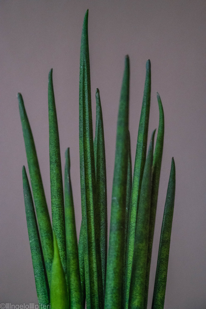 sansevieria