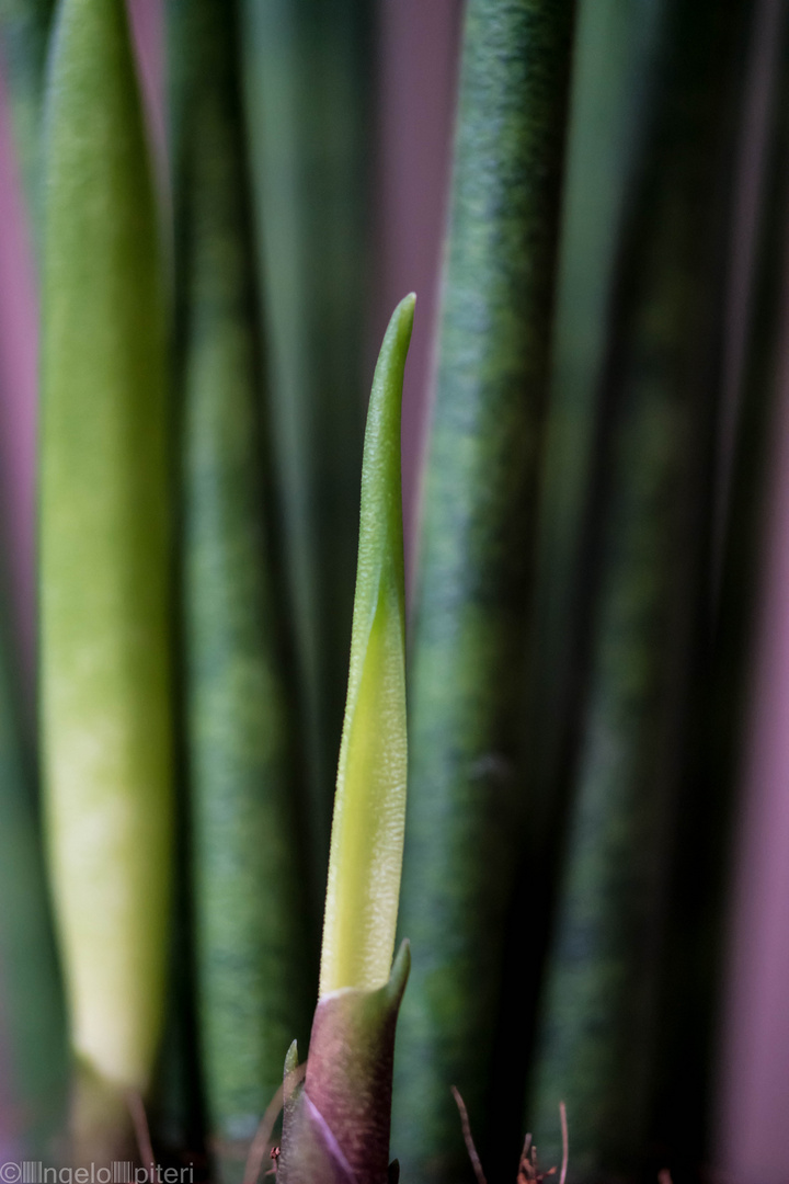 Sansevieria "spaghetti" Nah