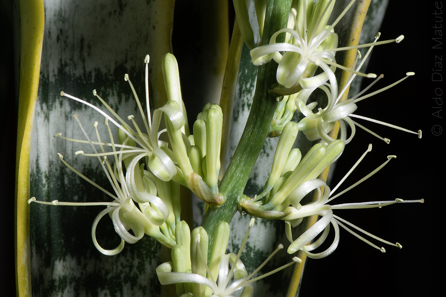 Sansevieria trifasiata