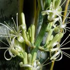 Sansevieria trifasiata