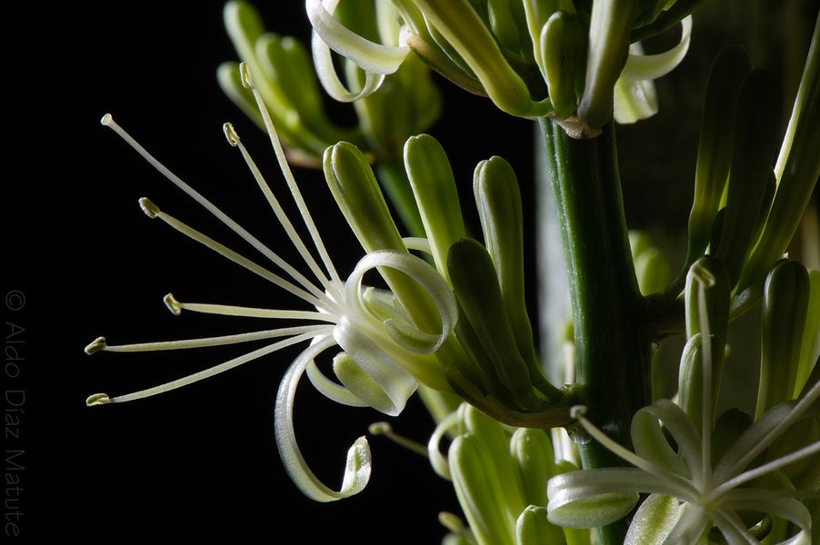 Sansevieria Trifasiata