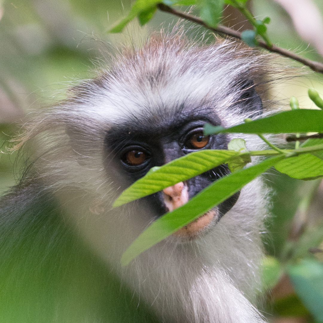 Sansibar-Stummelaffe (Piliocolobus kirkii)