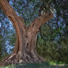 Sant Antimo's Olivenbäume