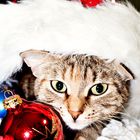 Santa Cat