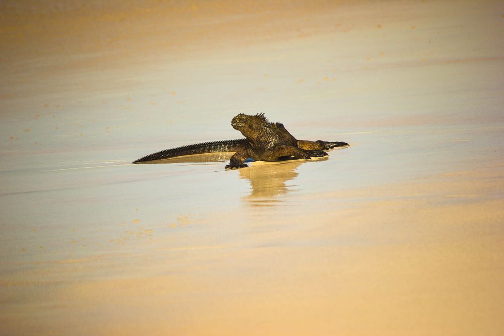 Santa Cruz Iguana