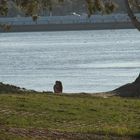 SANTA FE BESOS EN COSTANERA - ARGENTINA