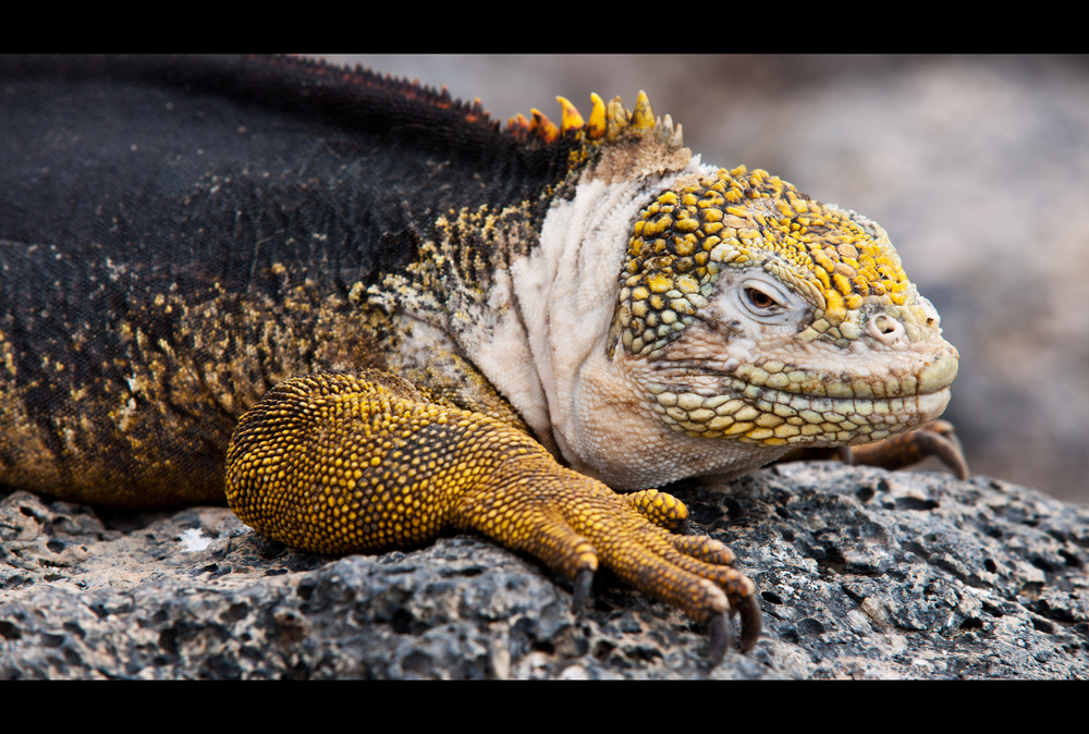 [ Santa Fé Land Iguana ]