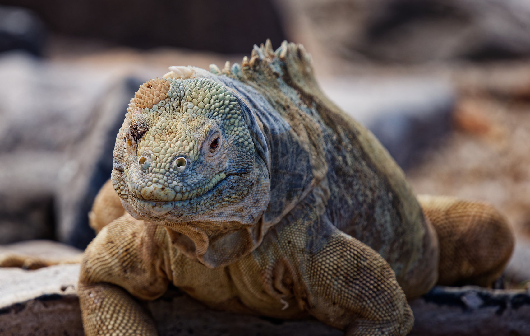 Santa Fe Landleguan