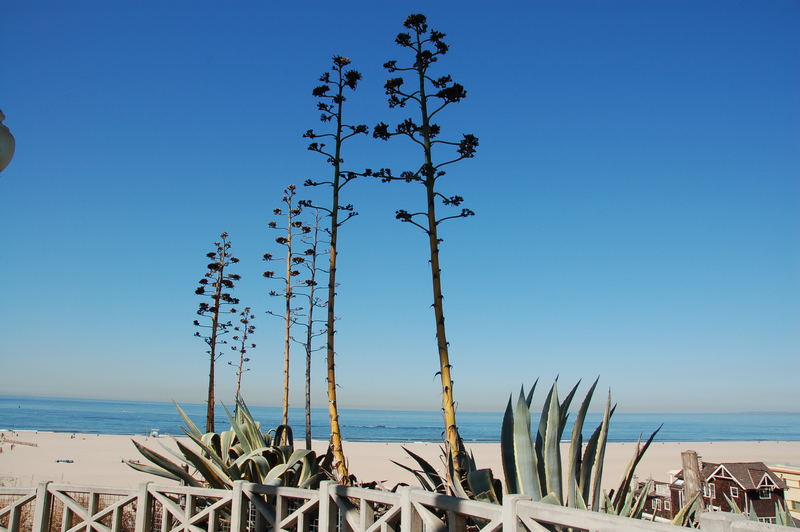 Santa Monica Beach