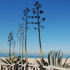 Santa Monica Beach