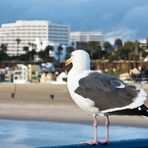 Santa Monica Beach