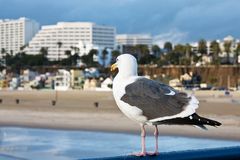 Santa Monica Beach