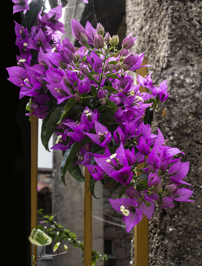 Santa Rita en flor