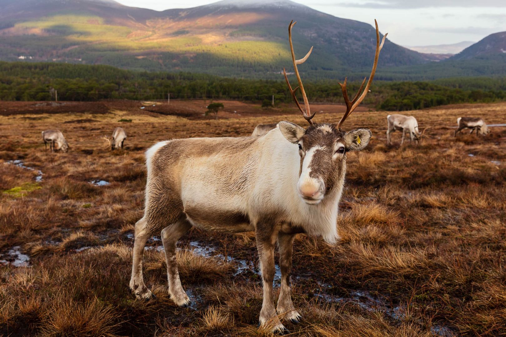  Santa Wildlife