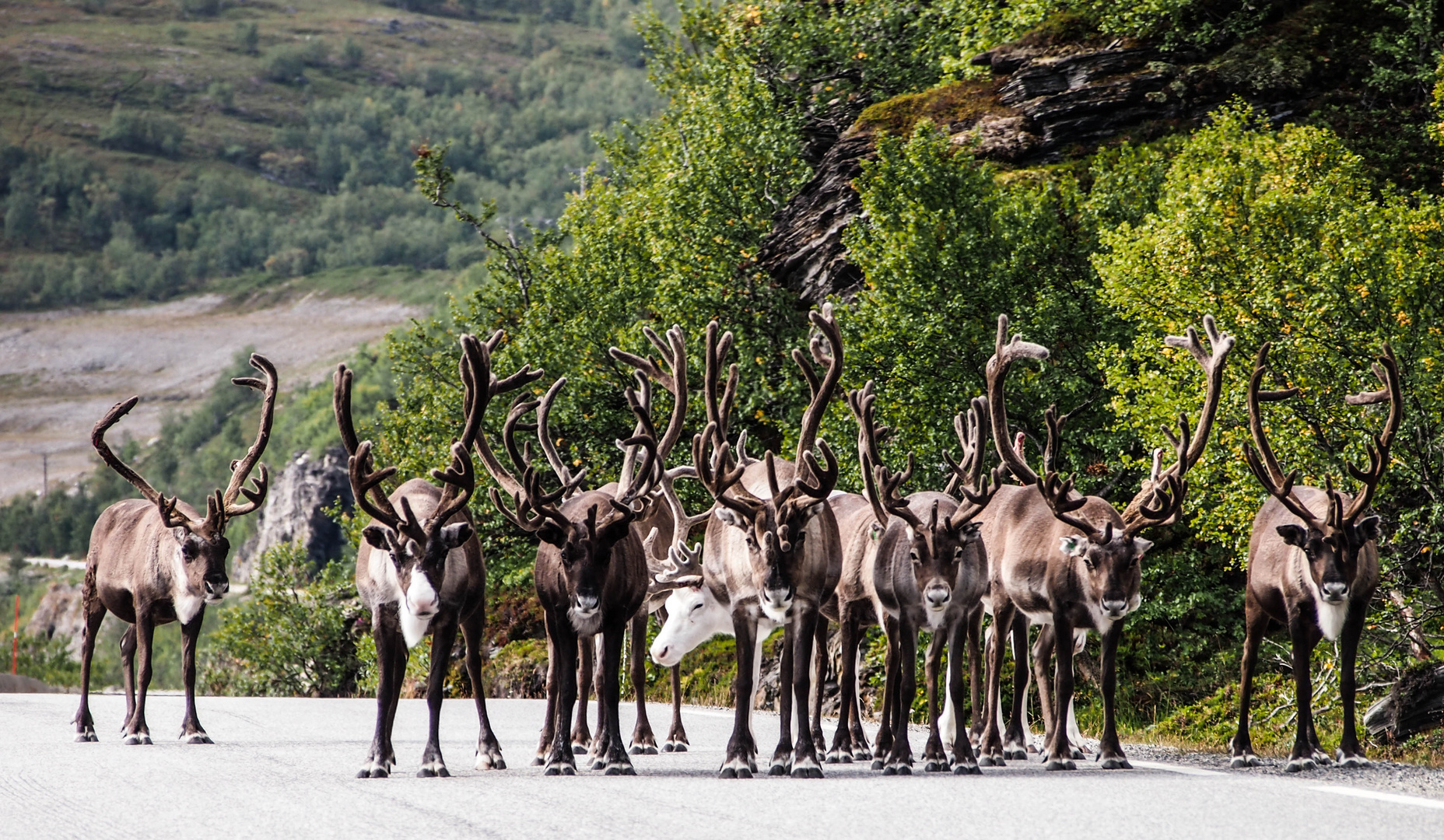 Santa's Reindeers