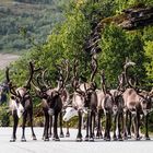 Santa's Reindeers