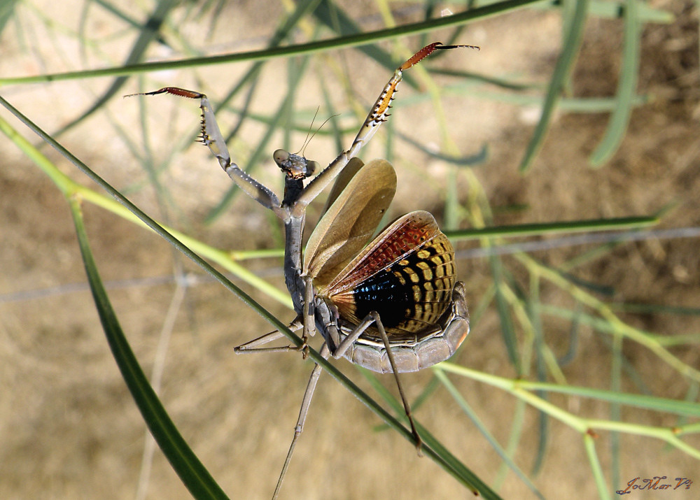 "Santateresa" La Mantis religiosa.- La disuasión por el Susto.-