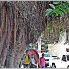 Santo Domingo - Gummibaum (ficus elastica) II