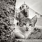 SANTORINI CAT 1