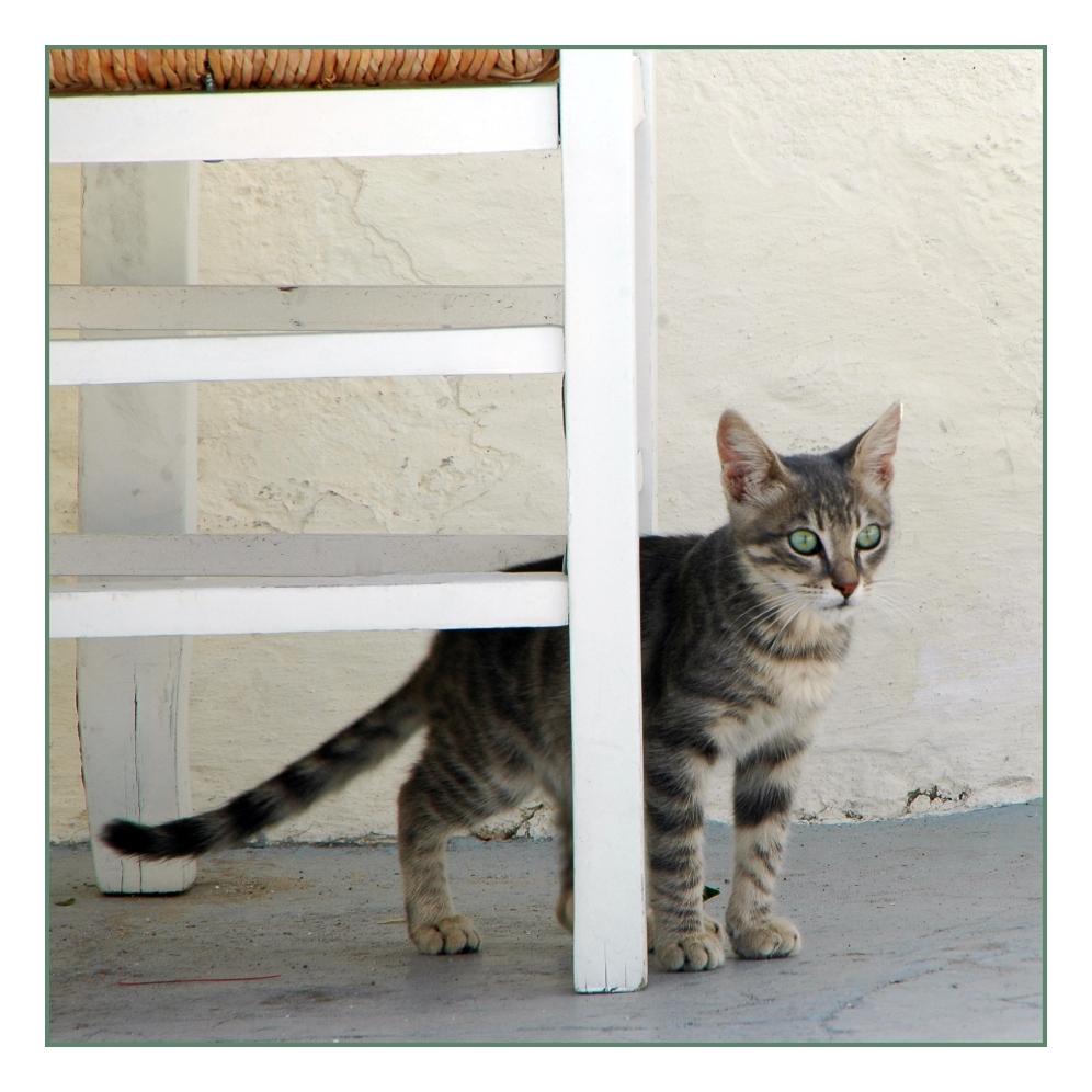 Santorini Cat 2009