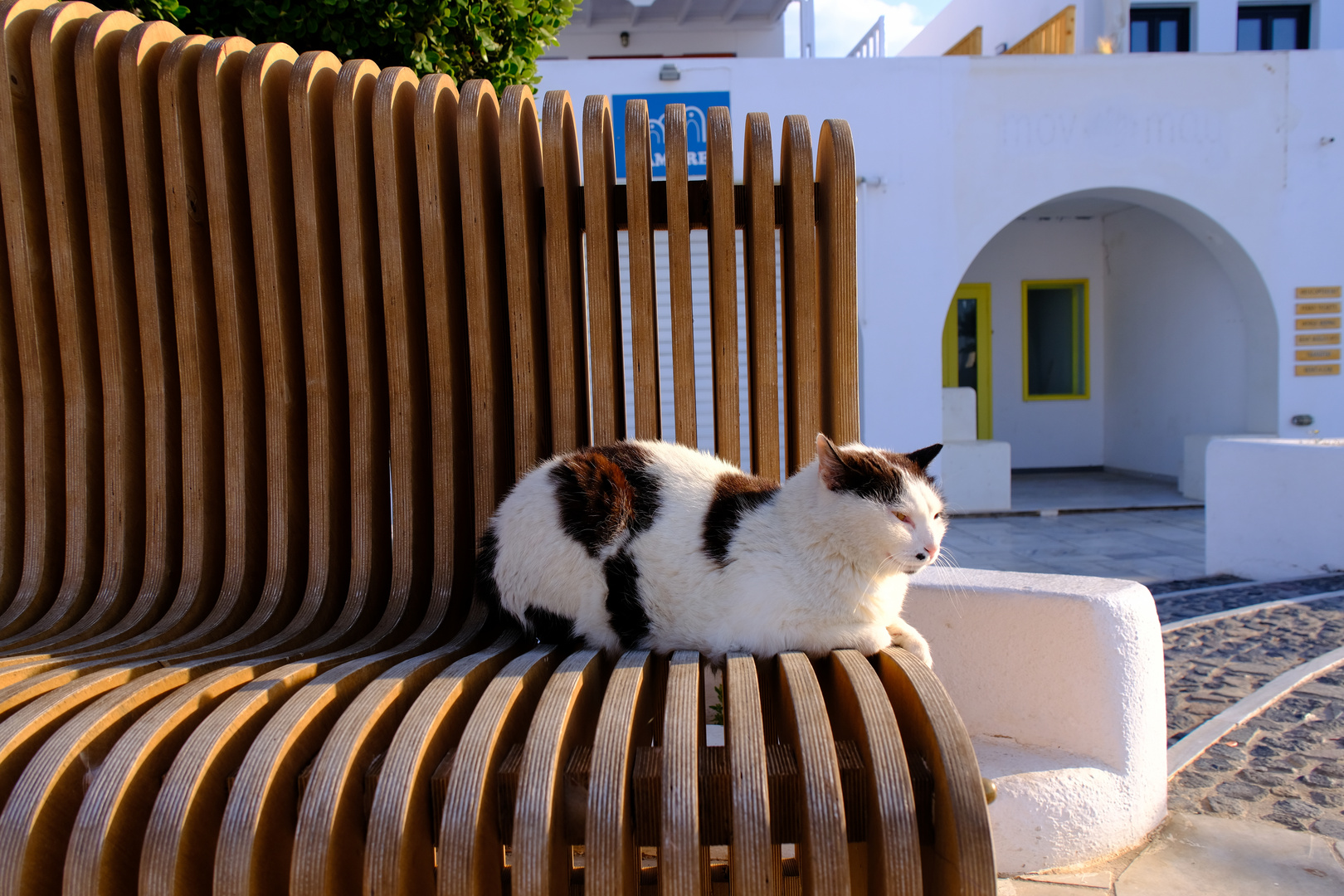 ...Santorini Cat...