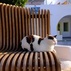 ...Santorini Cat...