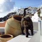 Santorini cat