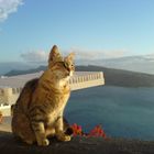 Santorini Cat Gaze